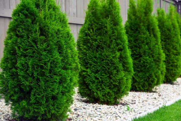 Arborvitae Planting in Owasso