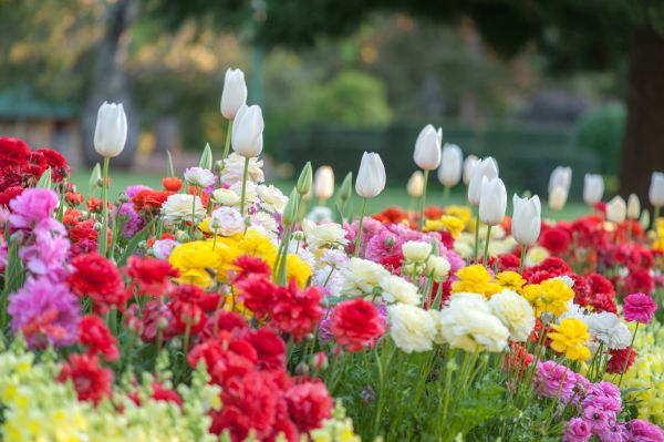 Gardening Service in Owasso