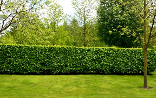 Hedge Planting in Owasso