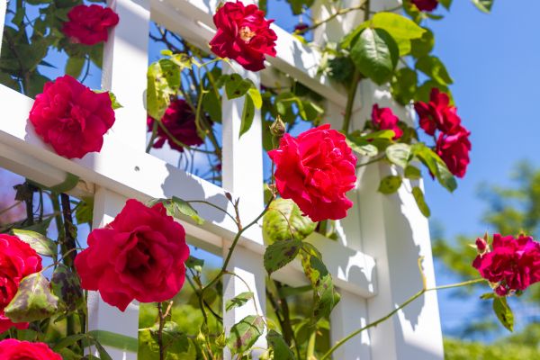 Home Gardening Service in Owasso