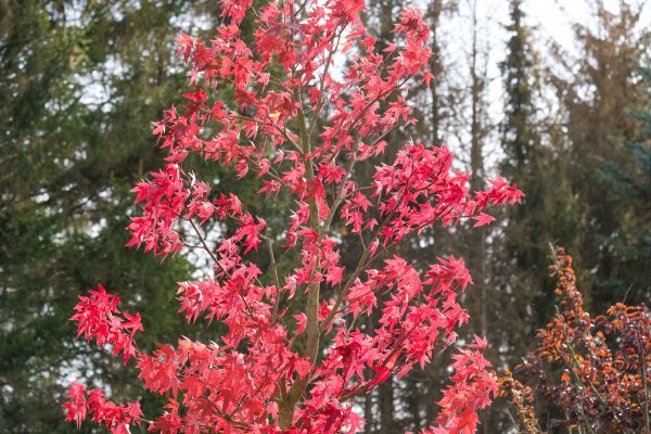 Japanese Maple Planting in Owasso