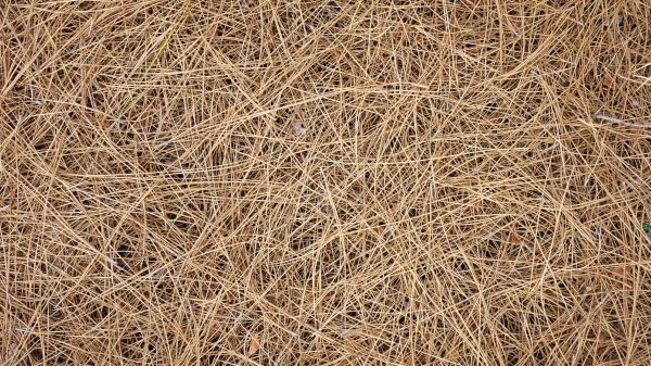 Pine Needles Delivery in Owasso