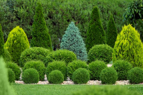 Shrub Replacement in Owasso