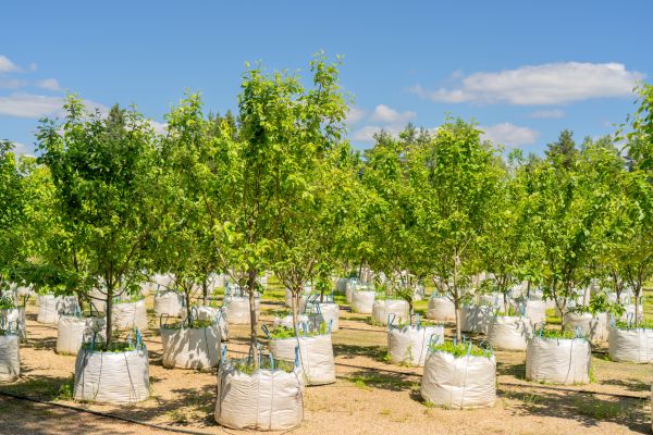 Tree Planting Service in Owasso