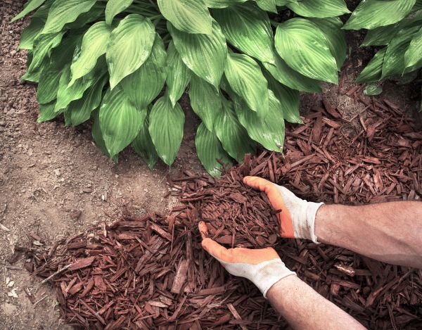 Shredded Mulch Service in Owasso