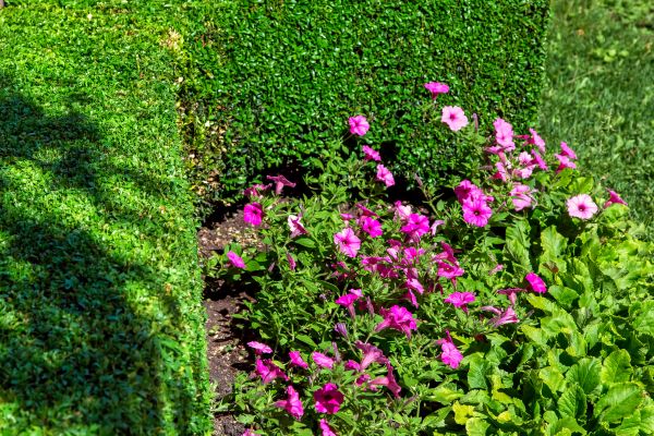 Softscaping Service in Owasso