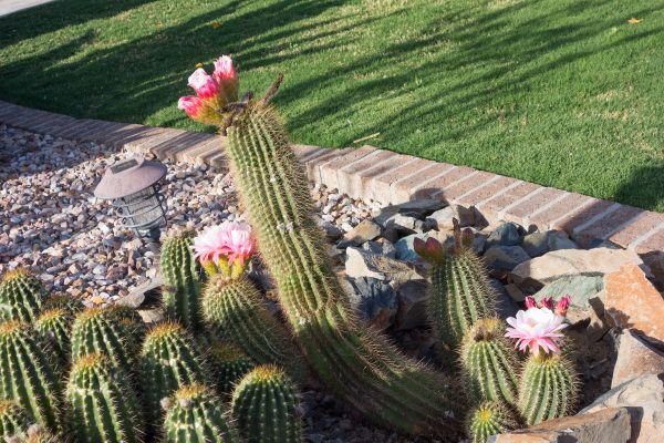 Desert Landscaping in Owasso
