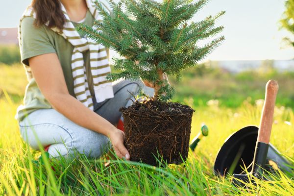 Spruce Tree Planting in Owasso