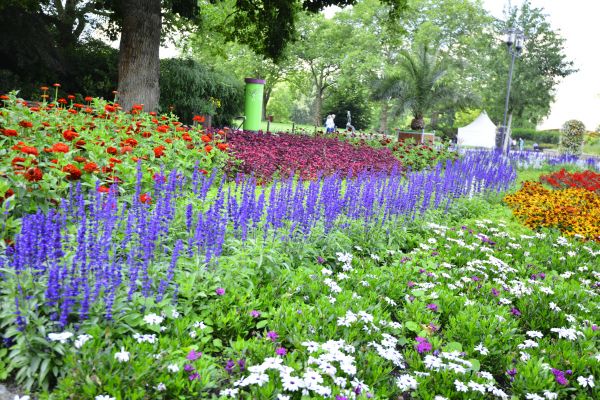 Perennials Planting in Owasso