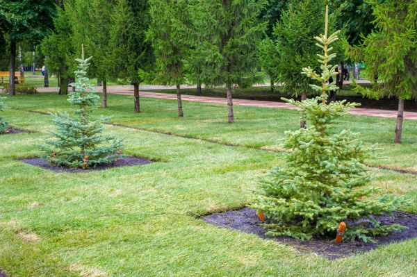 Privacy Trees Planting in Owasso