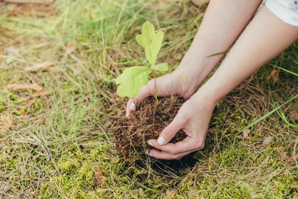Oak Tree Planting in Owasso