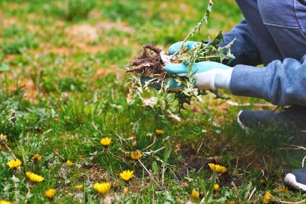 Flower Bed Clearing in Owasso