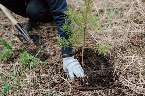 Pine Tree Planting in Owasso
