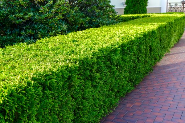Hedge Installation in Owasso