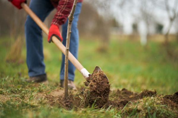 Trees Planting in Owasso