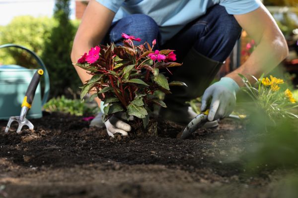 Plant Replacement in Owasso