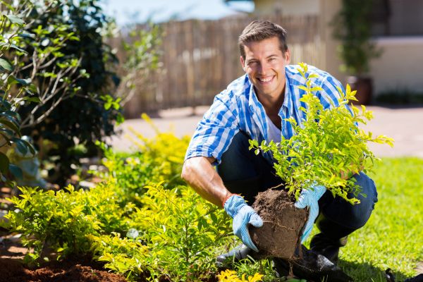 Shrub Landscaping in Owasso