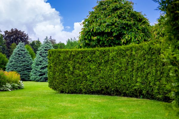 Hedge Landscaping in Owasso