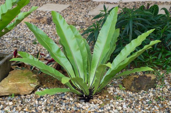 Pea Gravel Installation in Owasso