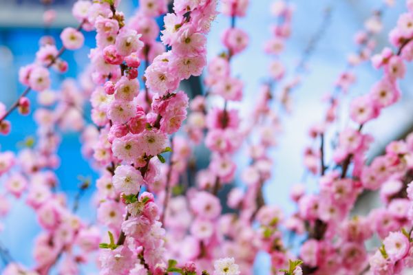 Japanese Cherry Tree Planting in Owasso