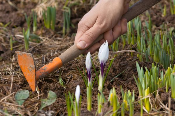 Flower Garden Weeding in Owasso