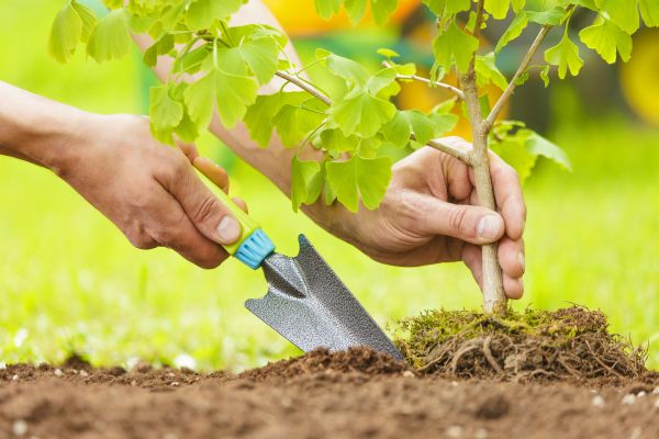 Fruit Tree Planting in Owasso