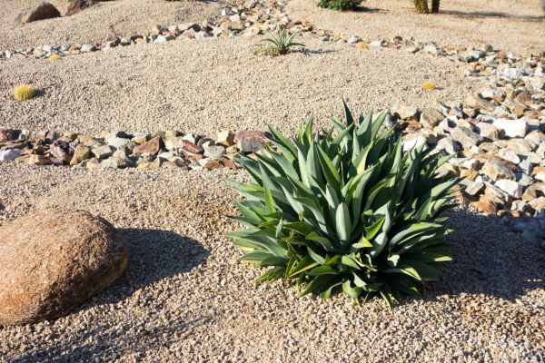 Xeriscaping Service in Owasso