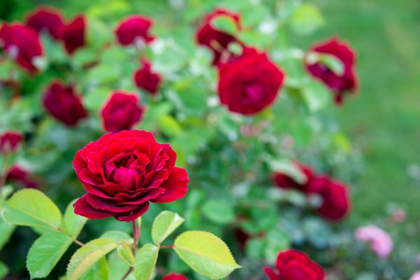 Rose Planting in Owasso