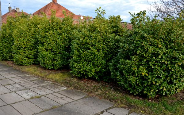 Privacy Shrub Installation in Owasso