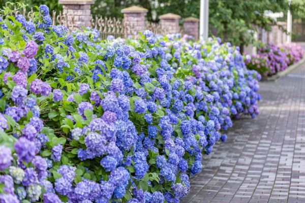 Hydrangea Landscaping in Owasso