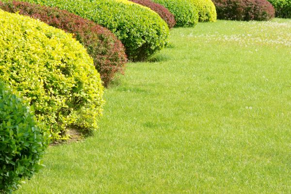 Shrubbery Planting in Owasso