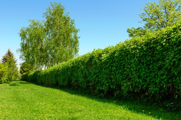 Hedge Replacement in Owasso