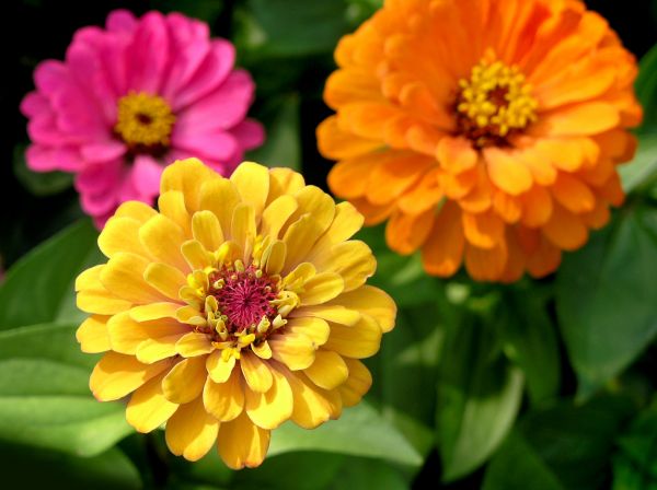 Zinnia Planting in Owasso