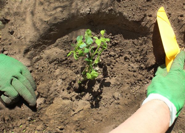 Rose Bush Planting in Owasso