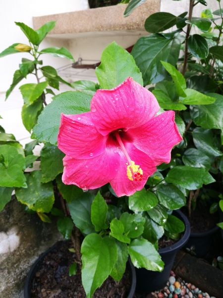 Hibiscus Planting in Owasso
