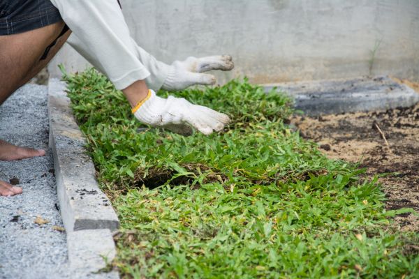 Ground Cover Planting in Owasso
