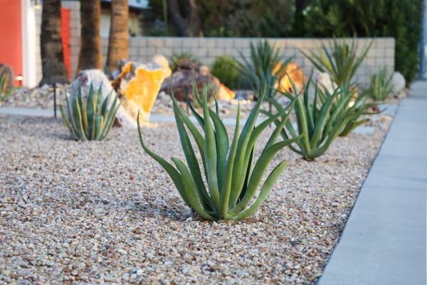 Drought Resistant Landscaping in Owasso