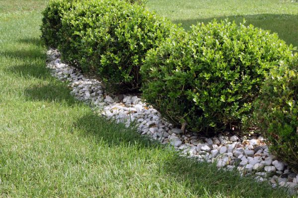 Boxwood Planting in Owasso
