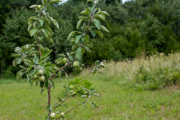Apple Tree Planting in Owasso