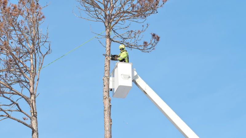 Arborist Tree Service detail